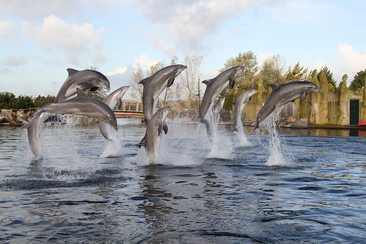 Entreeticket Dolfinarium