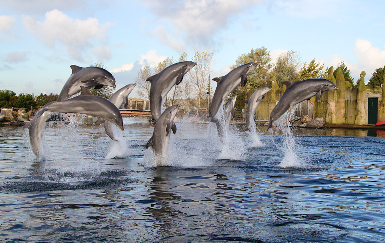 Entreeticket Dolfinarium