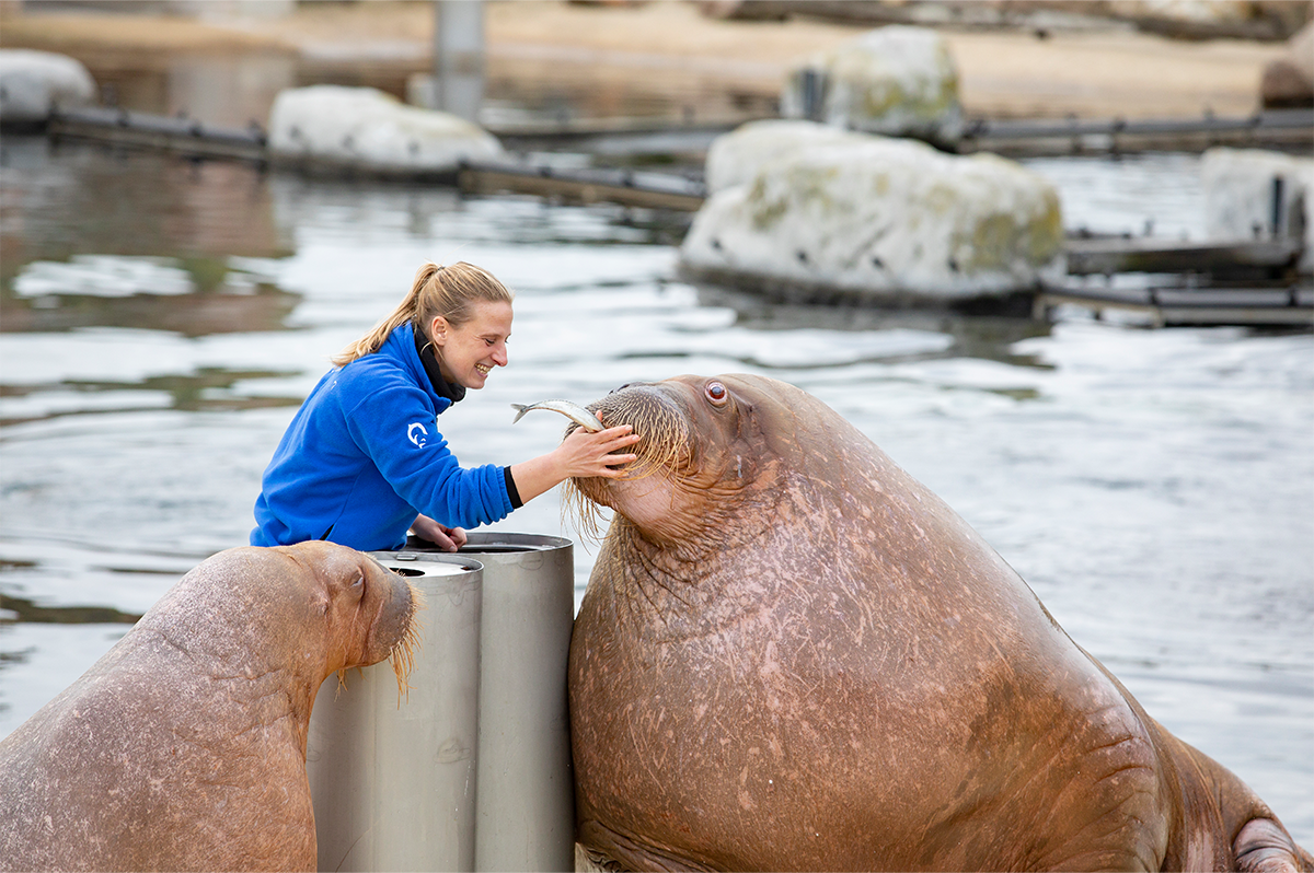Entreeticket Dolfinarium