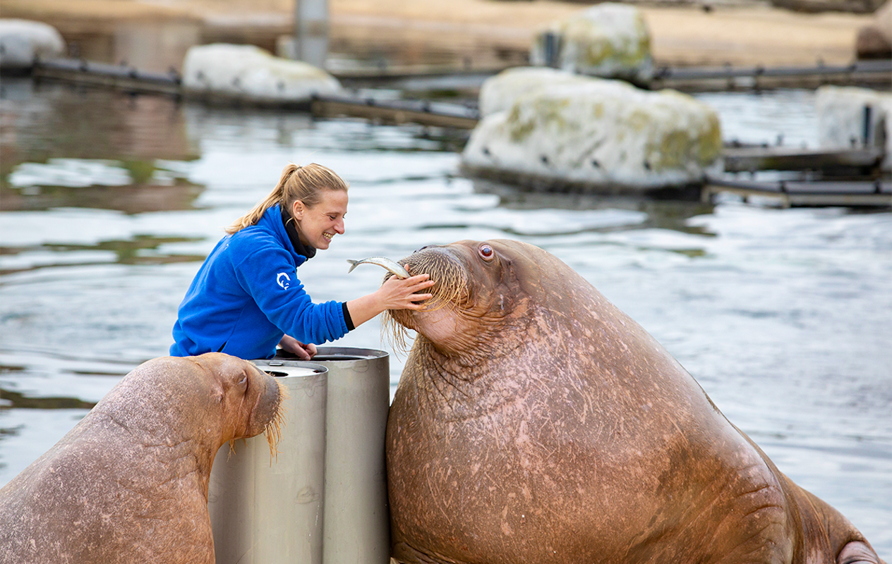 Entreeticket Dolfinarium