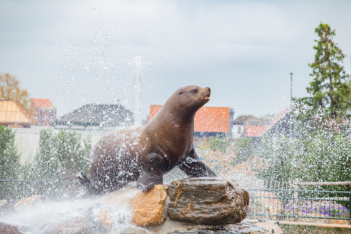 Entreeticket Dolfinarium