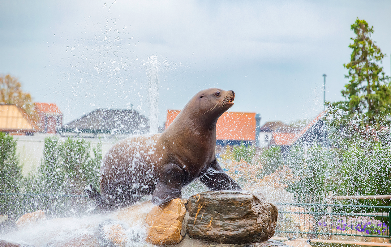 Entreeticket Dolfinarium