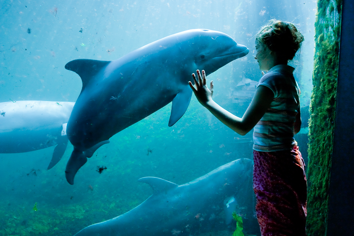 Entreeticket Dolfinarium