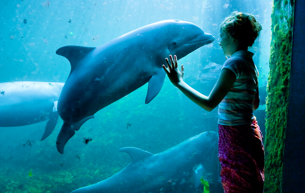 Entreeticket Dolfinarium