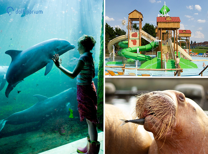 Dolfinarium Entrance Ticket