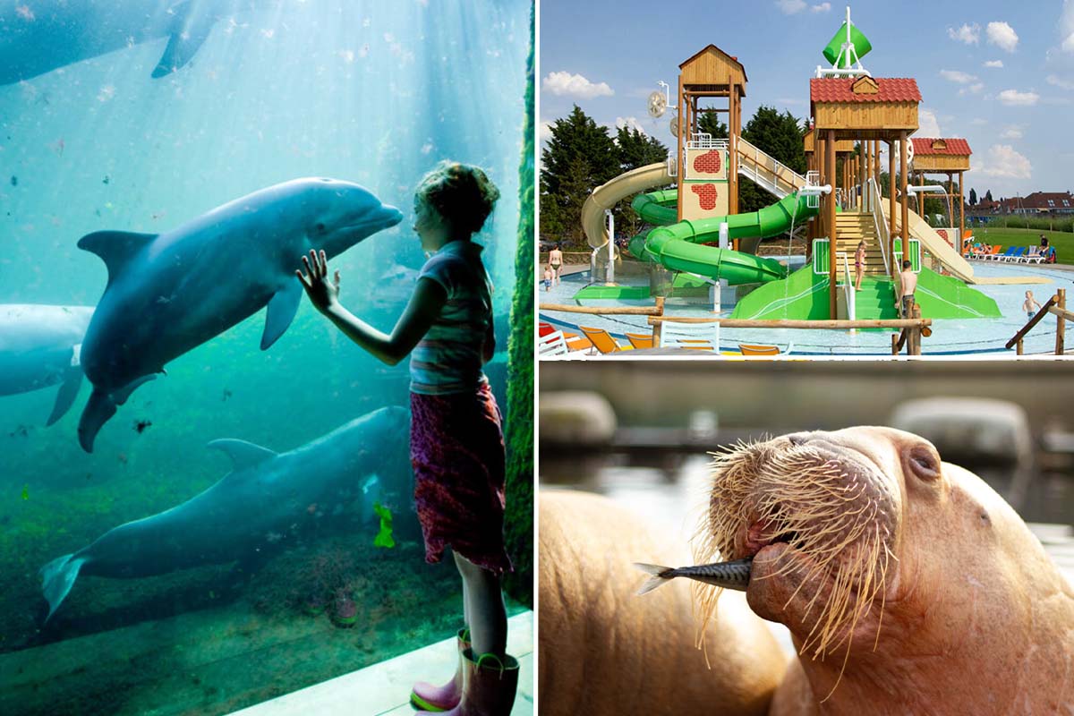 Dolfinarium tickets