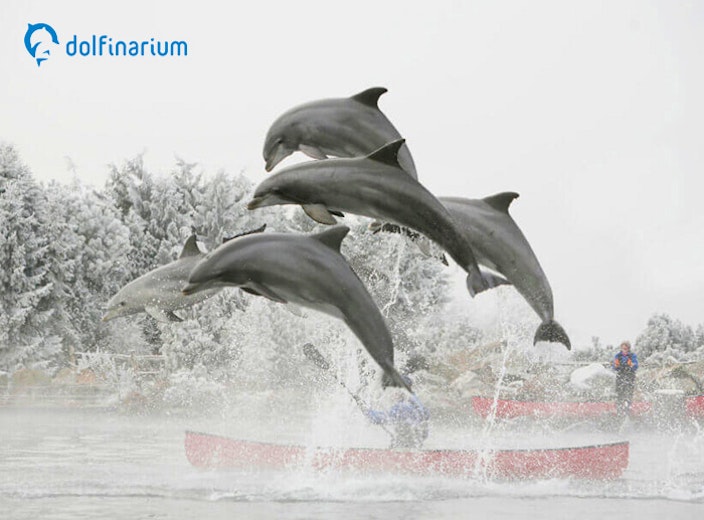 Entreeticket Dolfinarium Lights of Nature