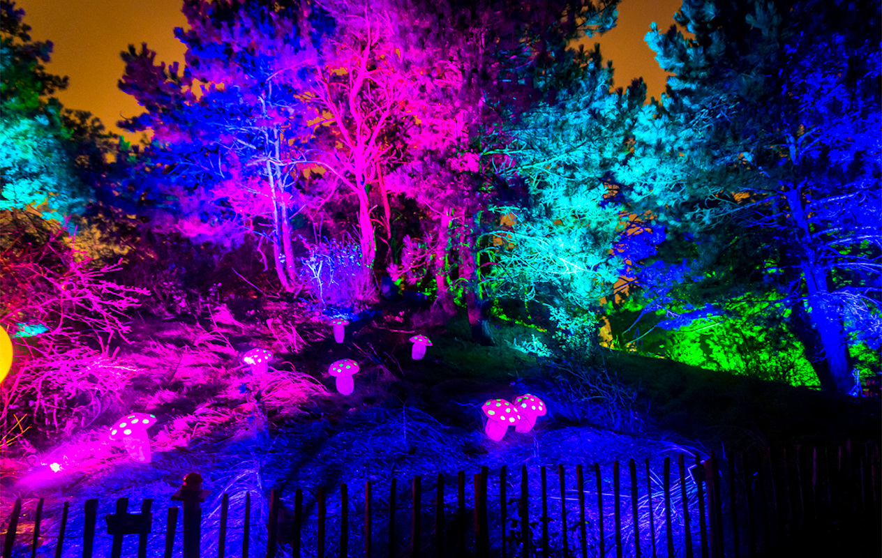 Entreeticket Dolfinarium Lights of Nature