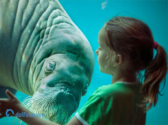 Entreeticket Dolfinarium