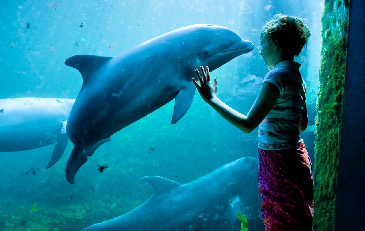 Entreeticket Dolfinarium Lights of Nature