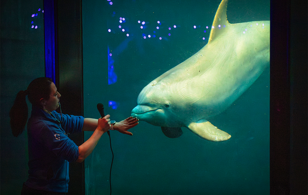 Entreeticket Dolfinarium Lights of Nature