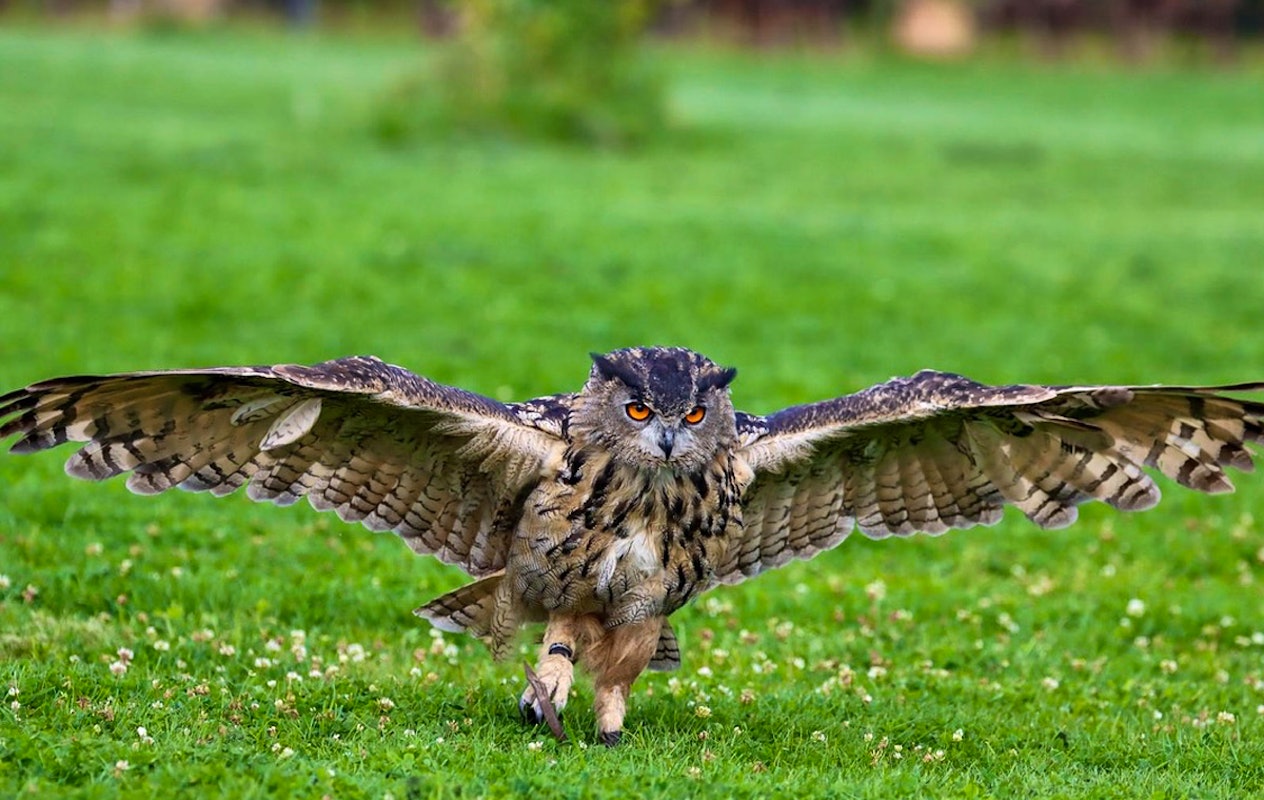 Entreeticket Falconcrest Eindhoven