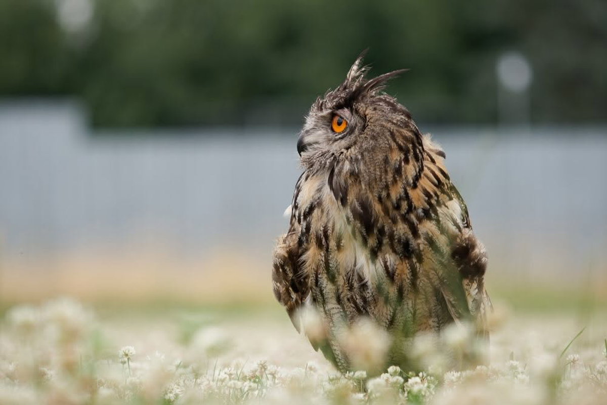 Entreeticket Falconcrest Eindhoven