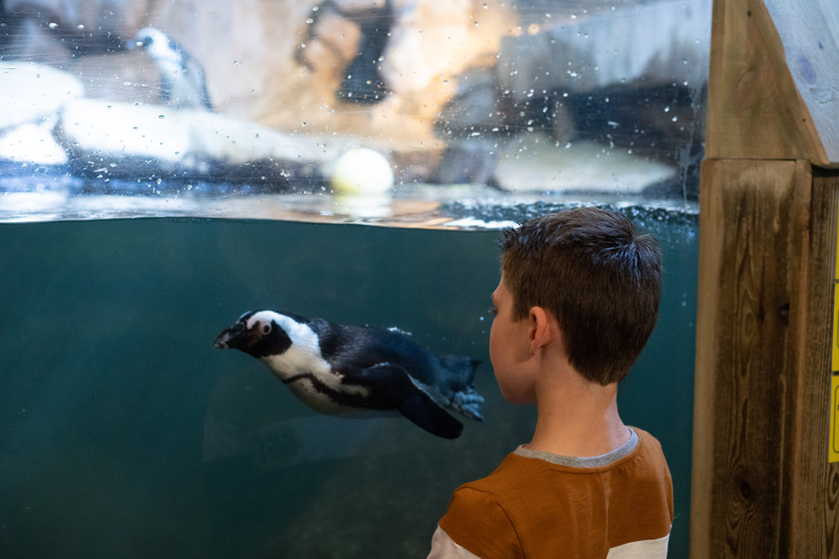 Entreeticket Nausicaá, het grootste aquarium van Europa