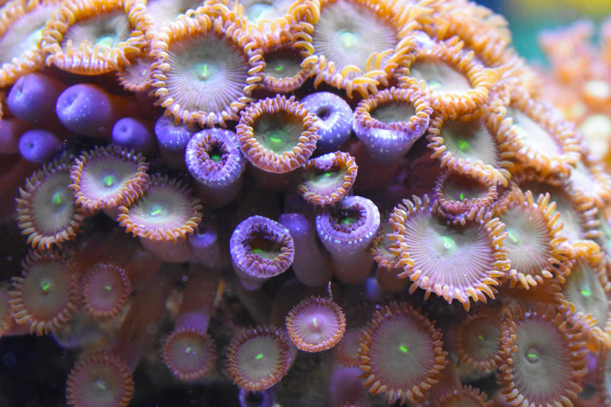 Entreeticket Nausicaá, het grootste aquarium van Europa