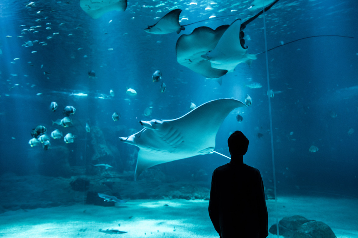 Entreeticket Nausicaá, het grootste aquarium van Europa