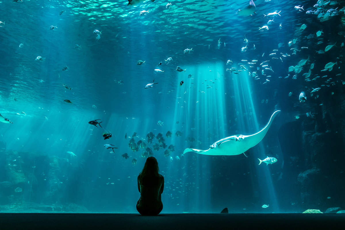 Entreeticket Nausicaá, het grootste aquarium van Europa