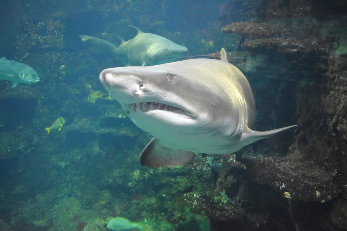 Entreeticket Nausicaá, het grootste aquarium van Europa