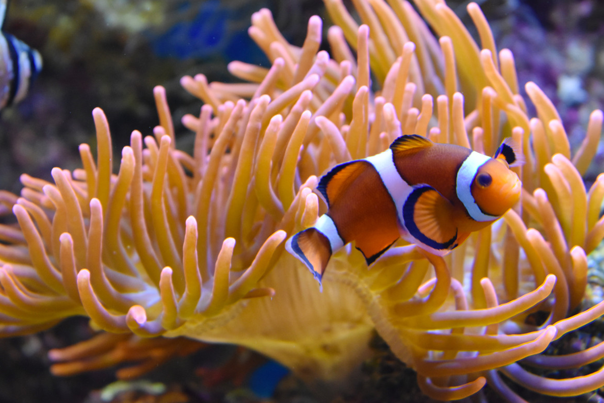 Entreeticket Nausicaá, het grootste aquarium van Europa