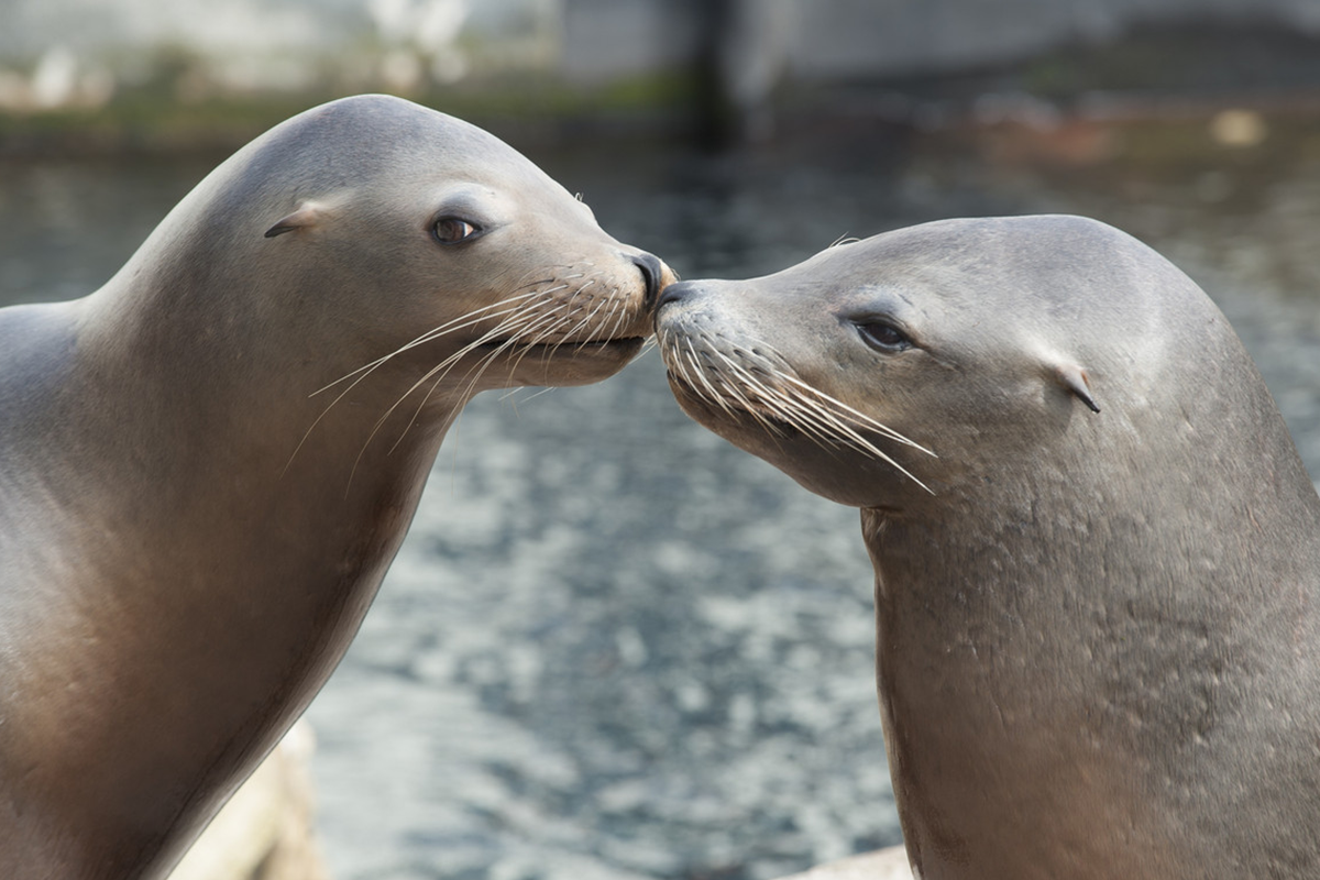 Entreeticket Nausicaá, het grootste aquarium van Europa