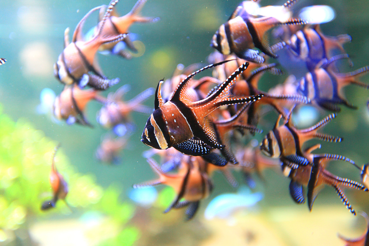 Entreeticket Nausicaá, het grootste aquarium van Europa