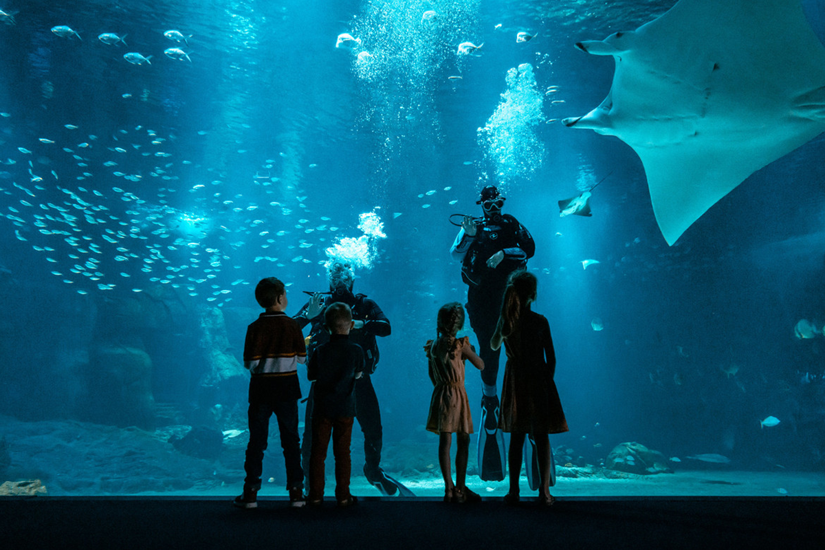 Entreeticket Nausicaá, het grootste aquarium van Europa