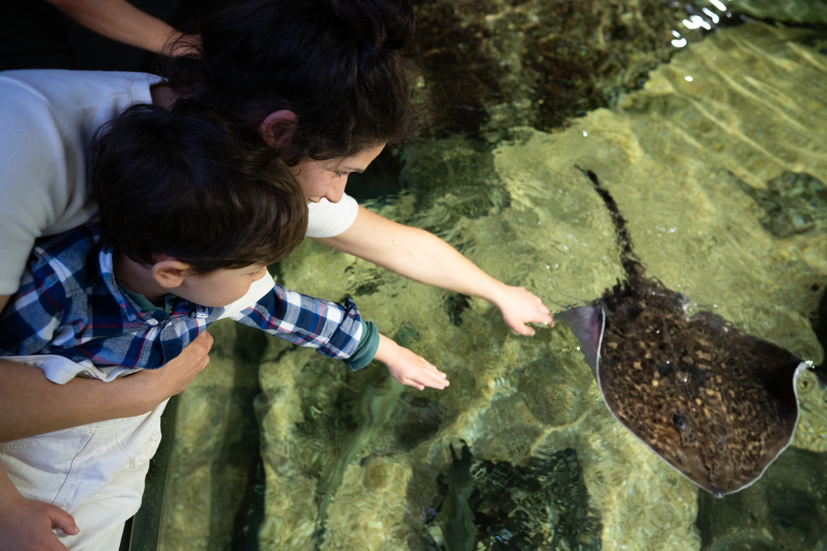 Entreeticket Nausicaá, het grootste aquarium van Europa
