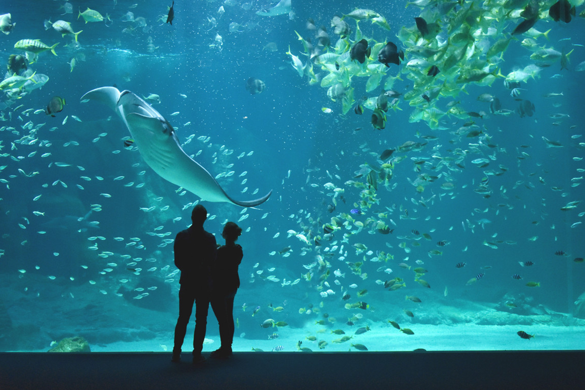 Entreeticket Nausicaá, het grootste aquarium van Europa
