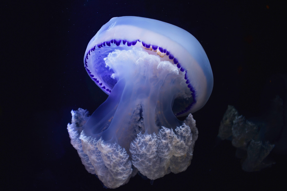 Entreeticket Nausicaá, het grootste aquarium van Europa