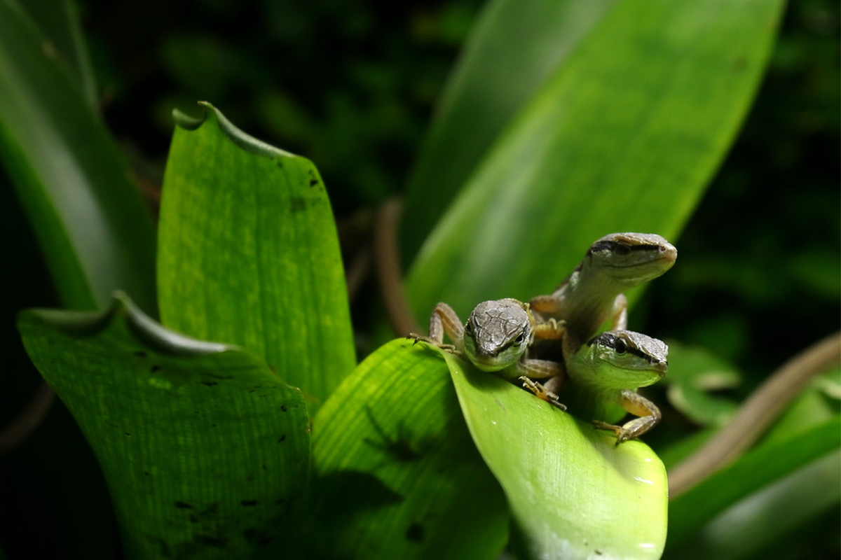 Entreeticket Nausicaá, het grootste aquarium van Europa