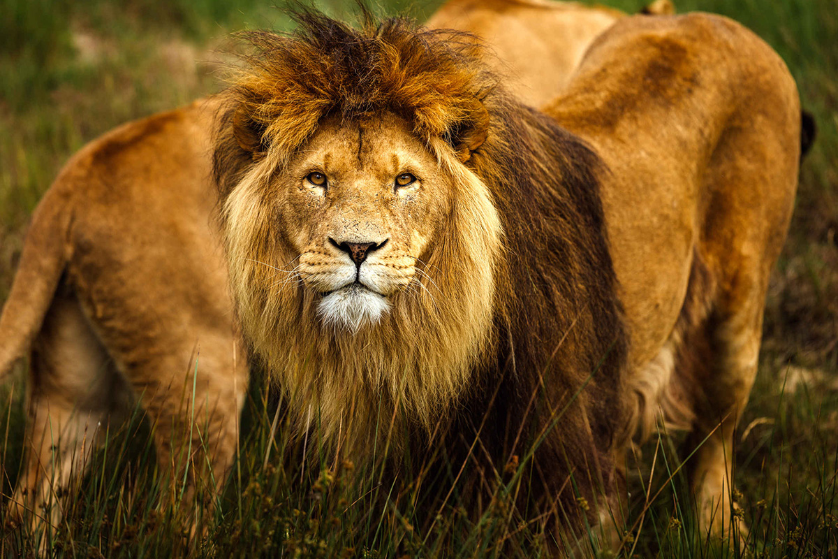 Entreeticket Safaripark Beekse Bergen