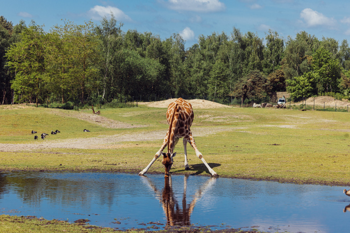 Entreeticket Safaripark Beekse Bergen