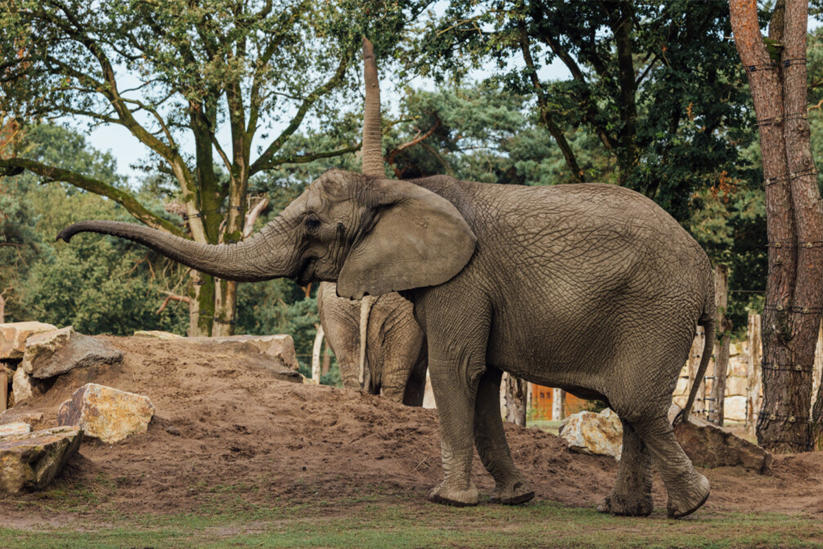 Entreeticket Safaripark Beekse Bergen