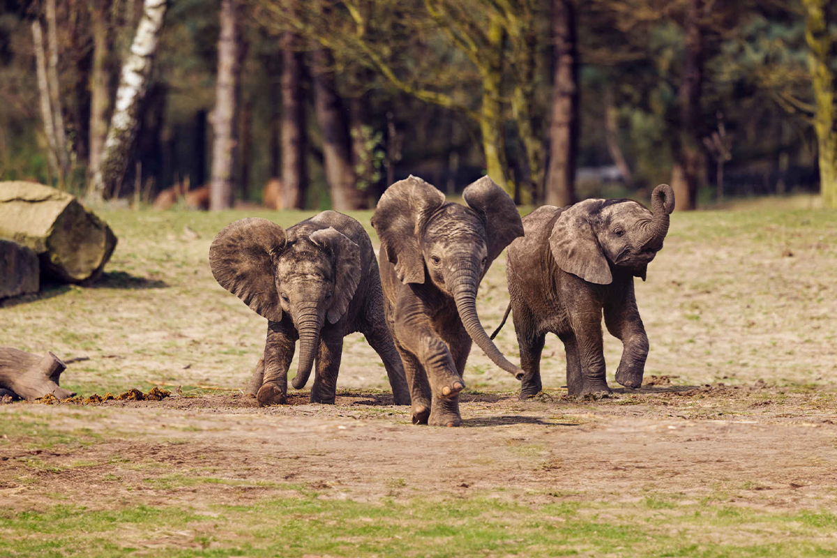 Entreeticket Safaripark Beekse Bergen
