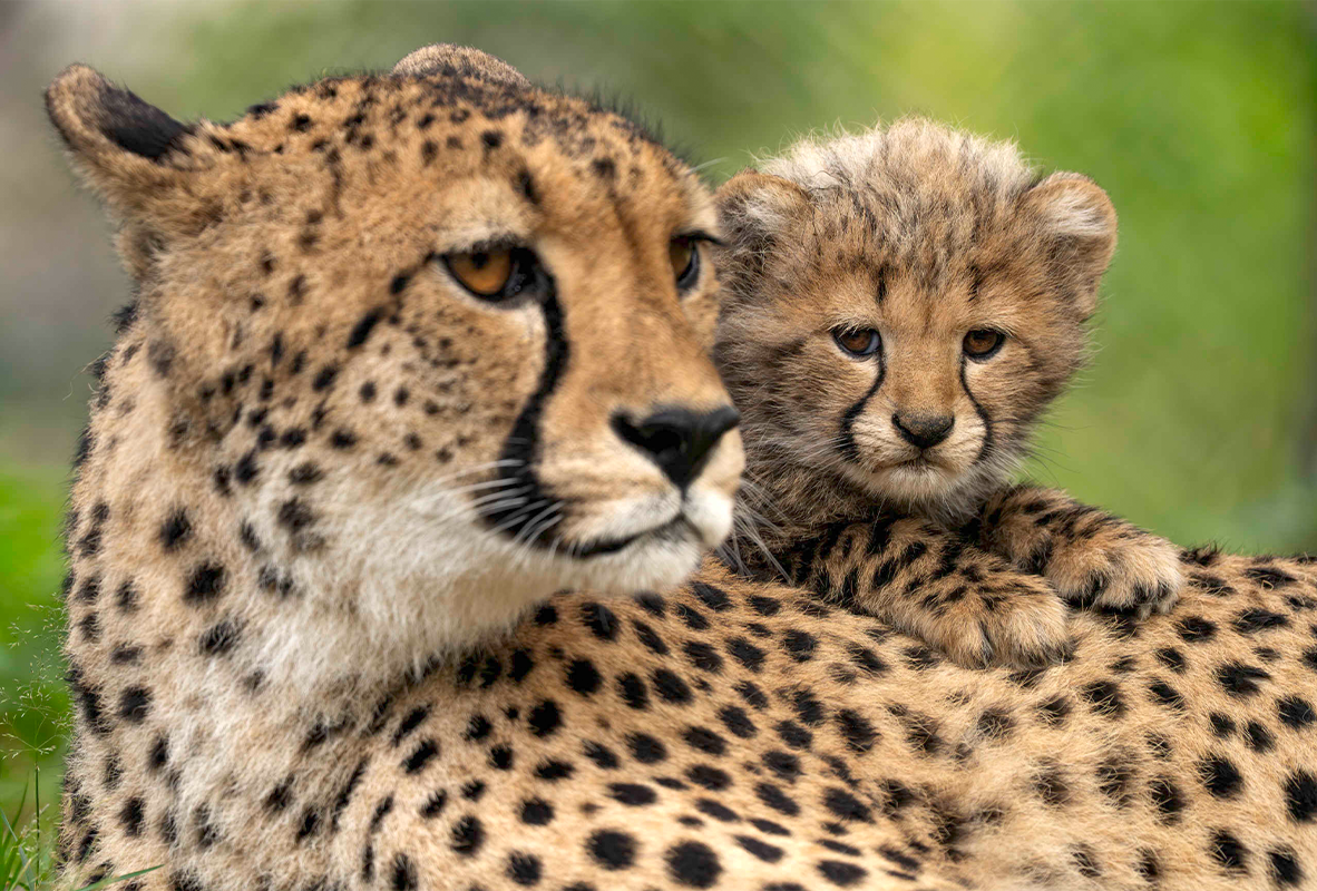 Entreeticket Safaripark Beekse Bergen