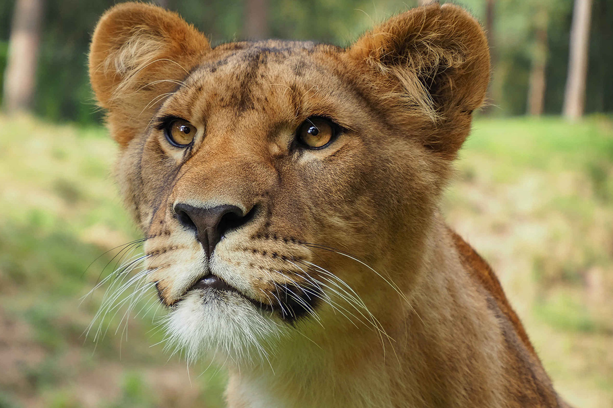 Entreeticket Safaripark Beekse Bergen