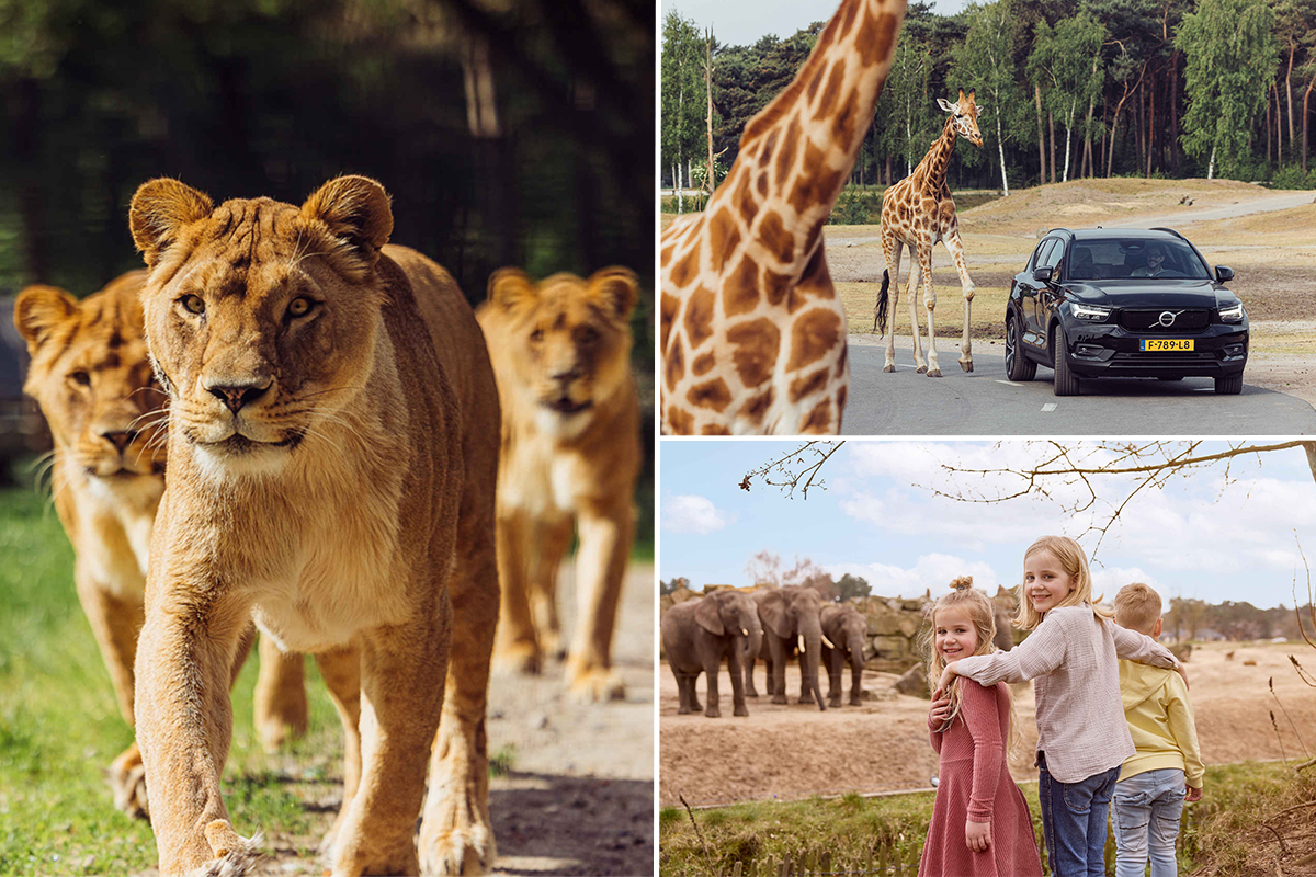 Entreeticket Safaripark Beekse Bergen
