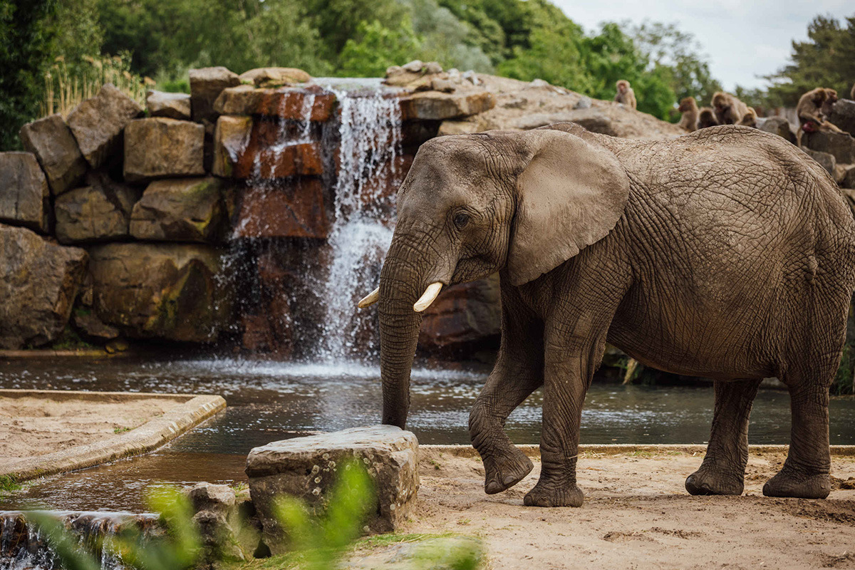 Entreeticket Safaripark Beekse Bergen