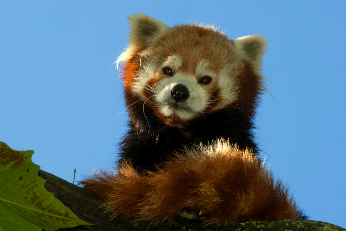 Entreeticket Safaripark Beekse Bergen