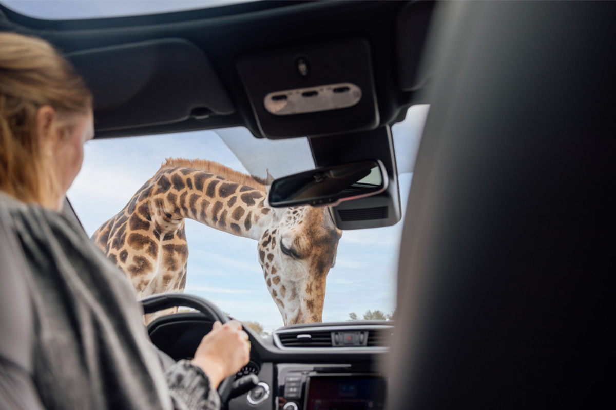 Entreeticket Safaripark Beekse Bergen