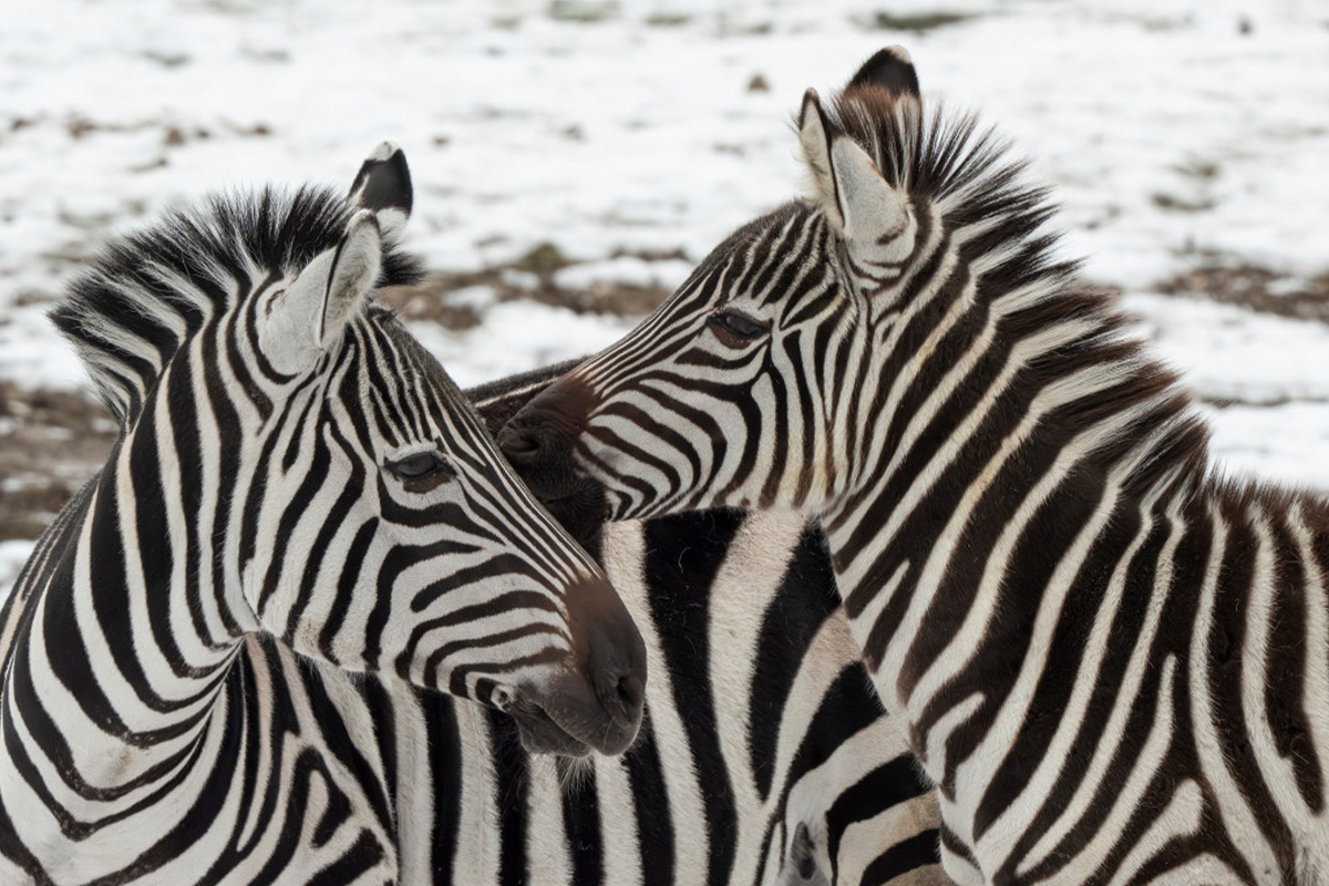 Entreeticket Safaripark Beekse Bergen