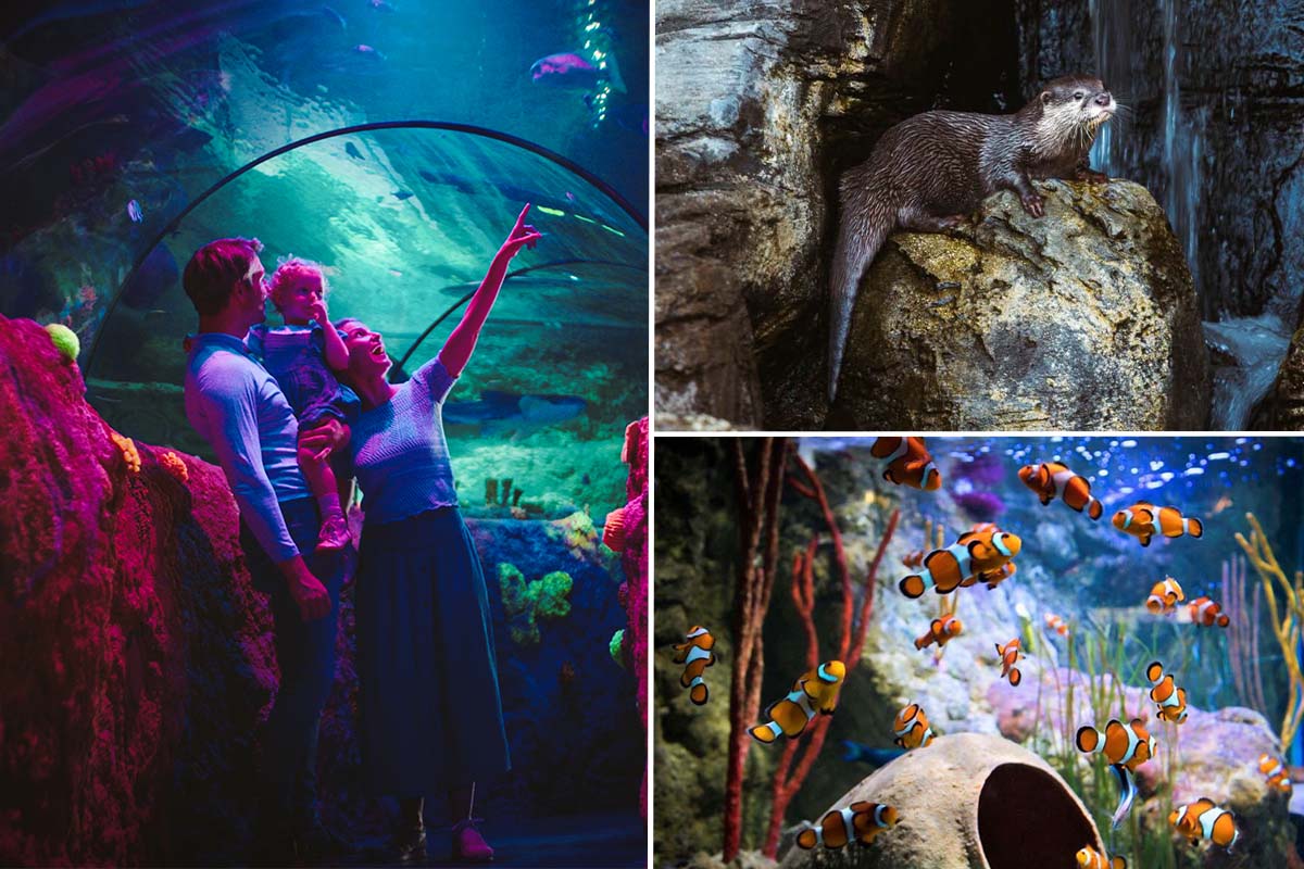Admission ticket SEA LIFE Scheveningen