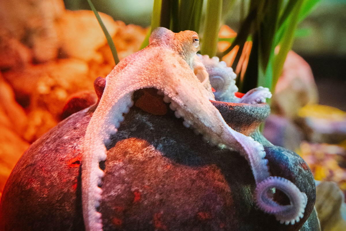Admission ticket SEA LIFE Scheveningen