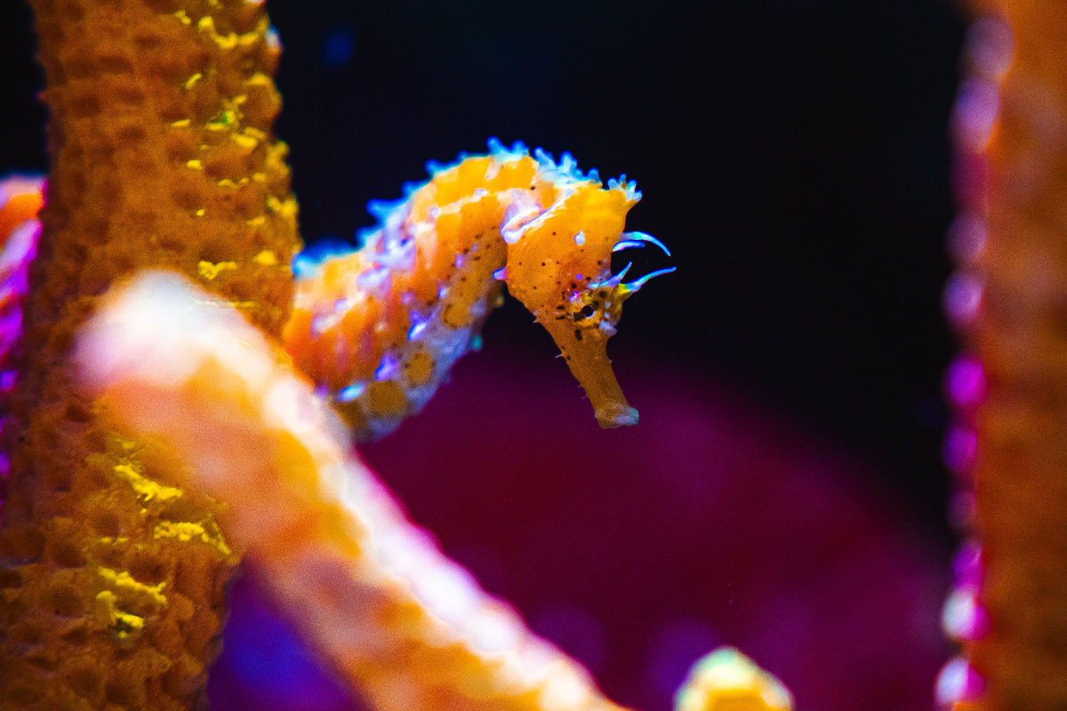 Admission ticket SEA LIFE Scheveningen