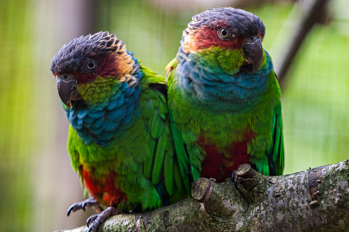 Entreeticket Tierpark Nordhorn