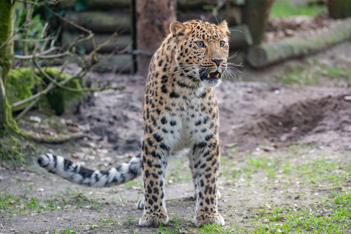 Entreeticket Tierpark Nordhorn