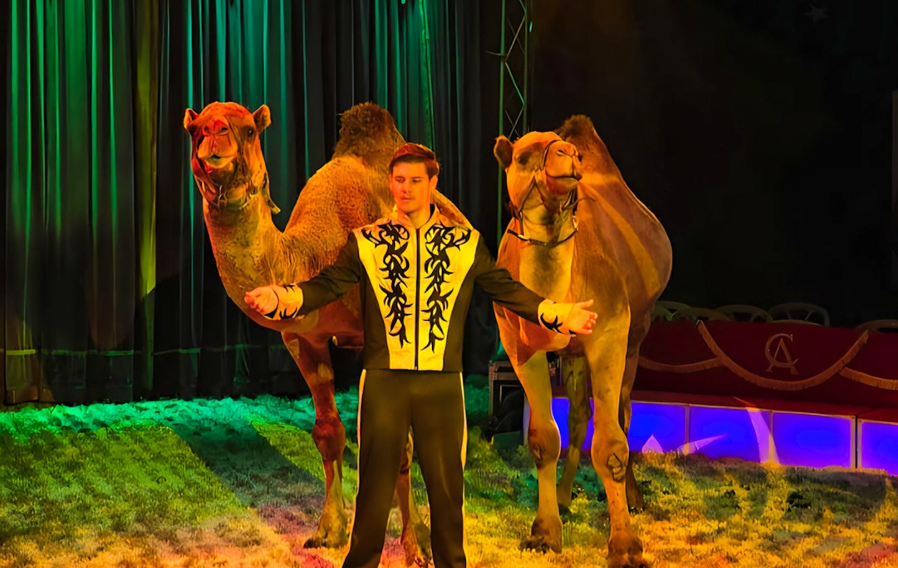 Entreeticket Wintercircus Pallasso