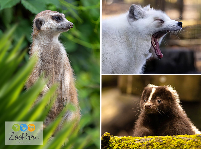 Entreeticket ZooParc Vallée de la Sûre