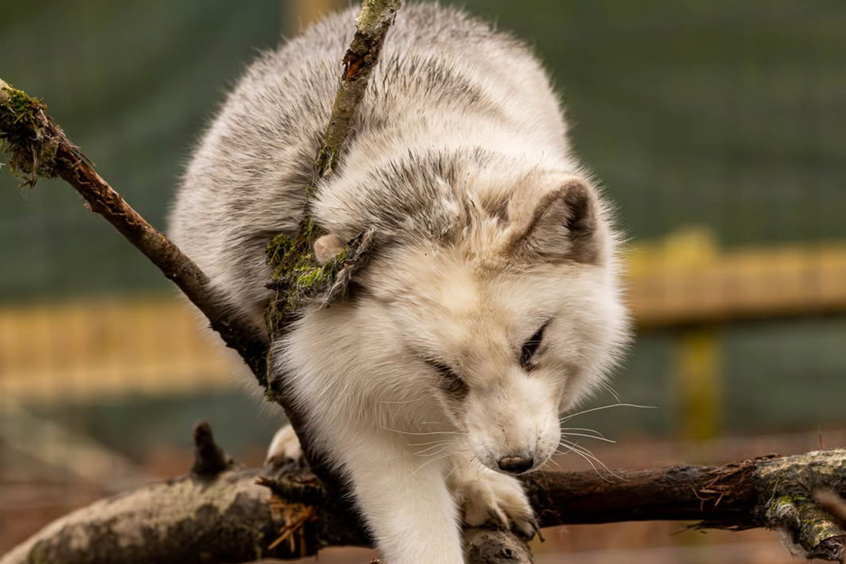 Billet d'entrée ZooParc Vallée de la Sûre