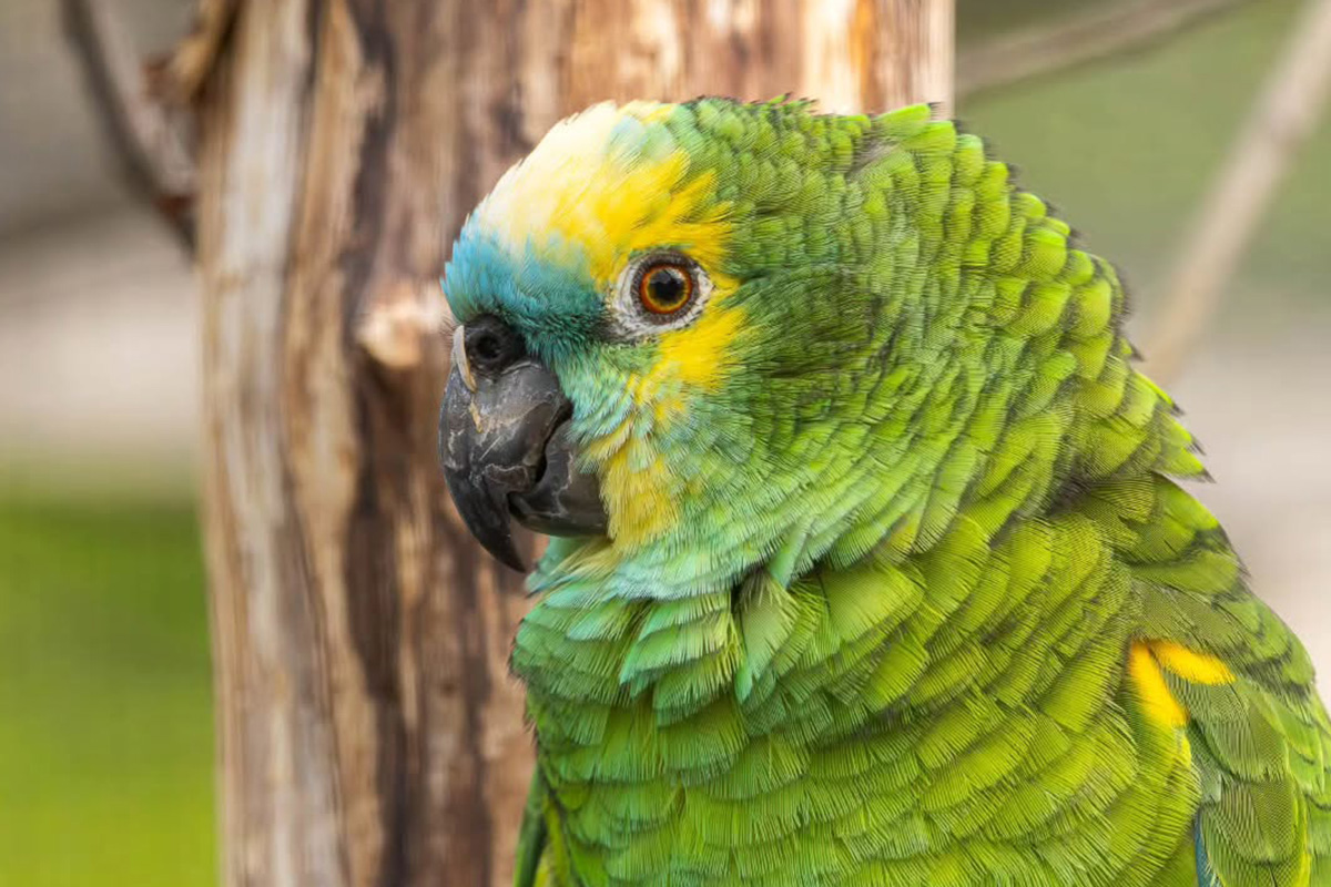 Billet d'entrée ZooParc Vallée de la Sûre